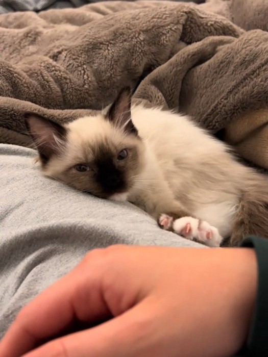 前足をグーパーする子猫