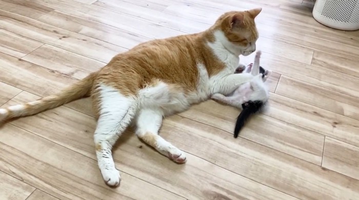 子猫の毛づくろいをする先住猫