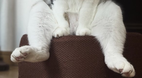 投げ出されている猫の後ろ足
