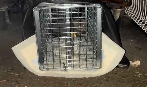 捕獲機に入った子猫