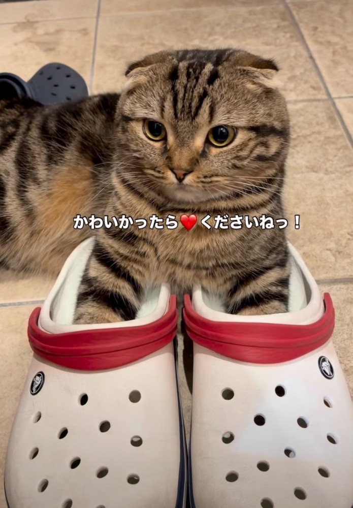 クロックスに入る猫