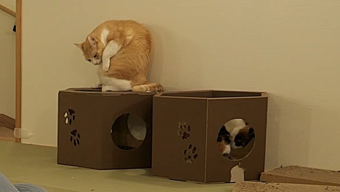 落ち着くため毛づくろいをする2匹の猫