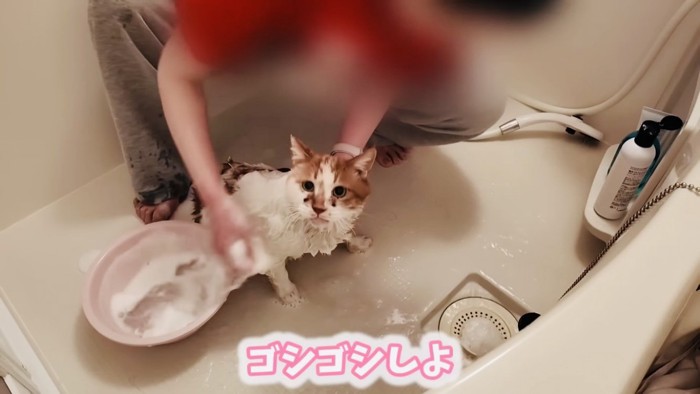 風呂場でママに体を洗われる茶白猫
