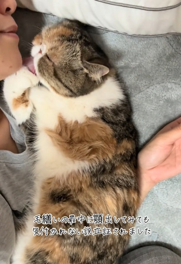 小梅ちゃんに顎を出す飼い主さん