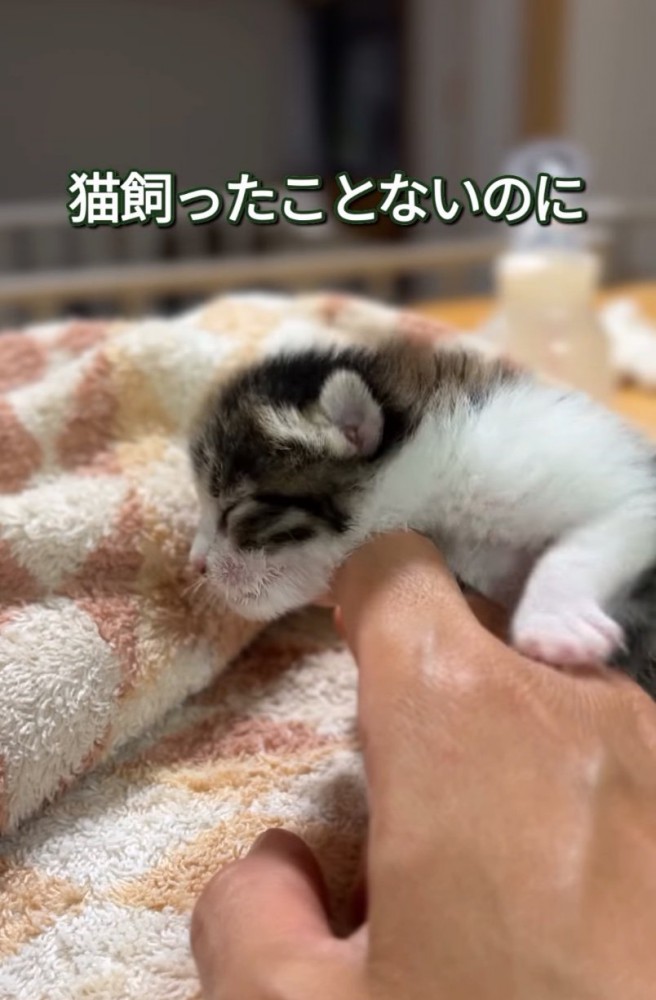 目が開いていない