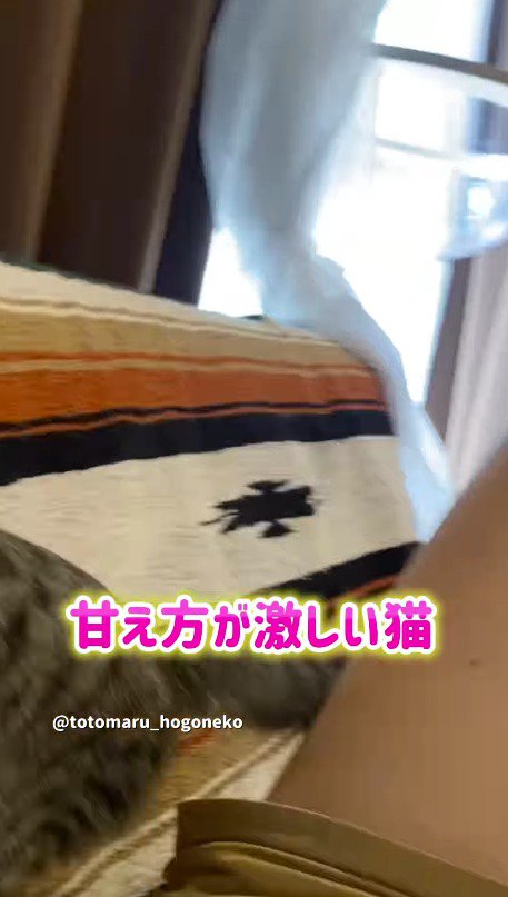 ソファに乗る猫
