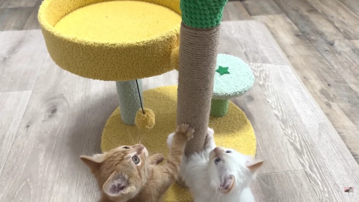 キャットタワーを見上げる2匹の猫