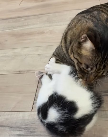 体を丸める子猫と掴んで離さないキジトラ猫