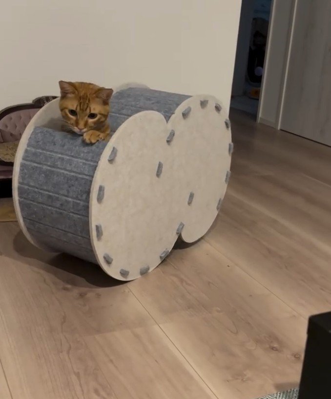 ハウスから顔だけ出す猫
