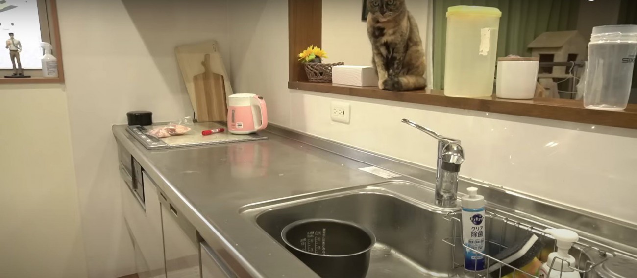 台所のカウンターの上にいる猫