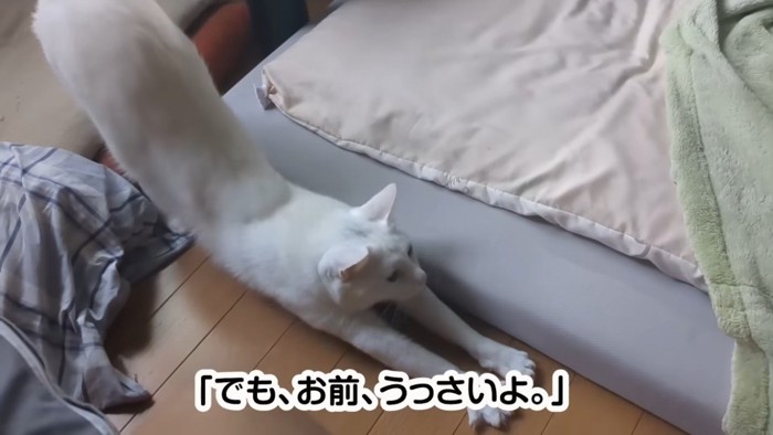 寝室で伸びをする猫