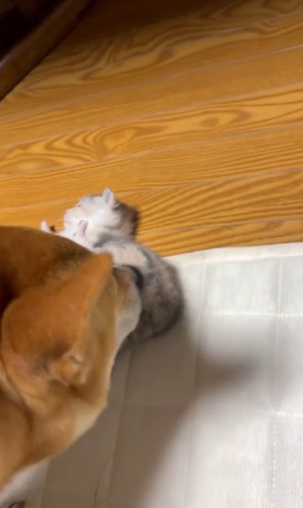 子猫をお世話する犬