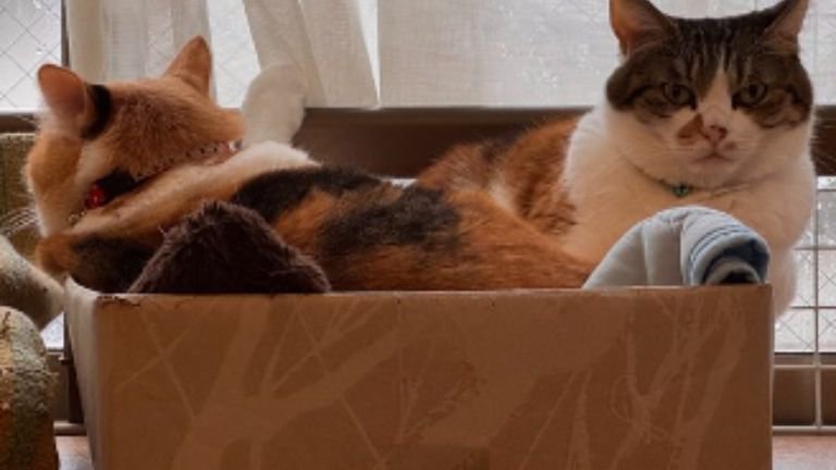 寄り添う猫たち