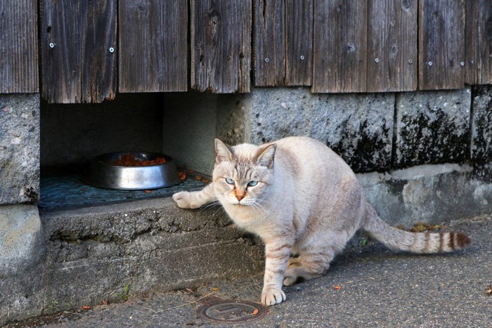 餌場に来た地域猫