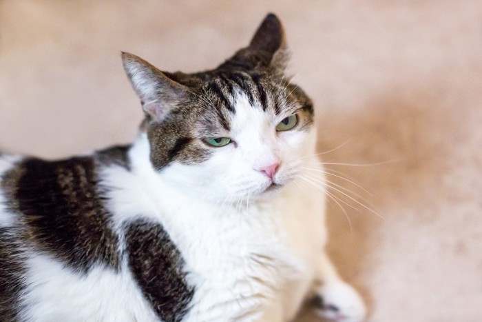 不機嫌そうな猫