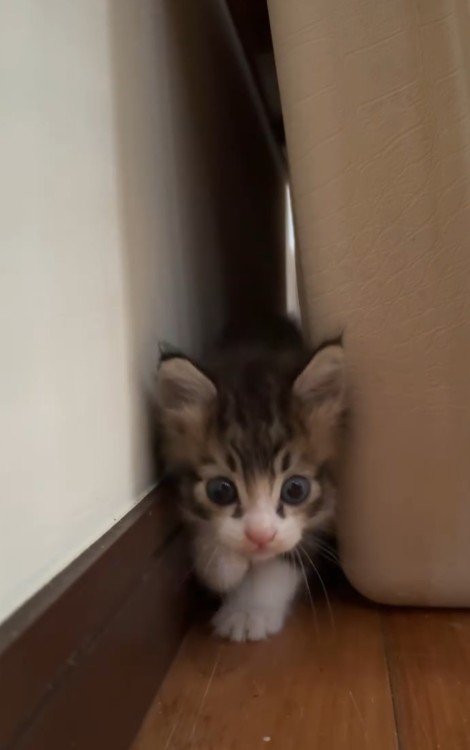 きょろきょろしている子猫