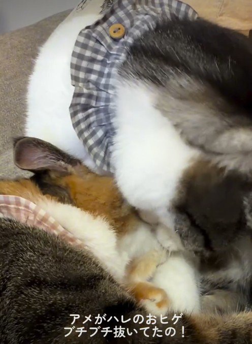 猫に毛づくろいをしている猫