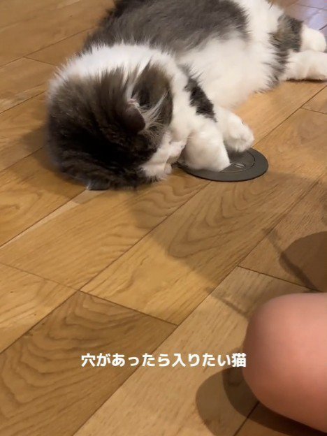 横になって穴に前足を入れる猫