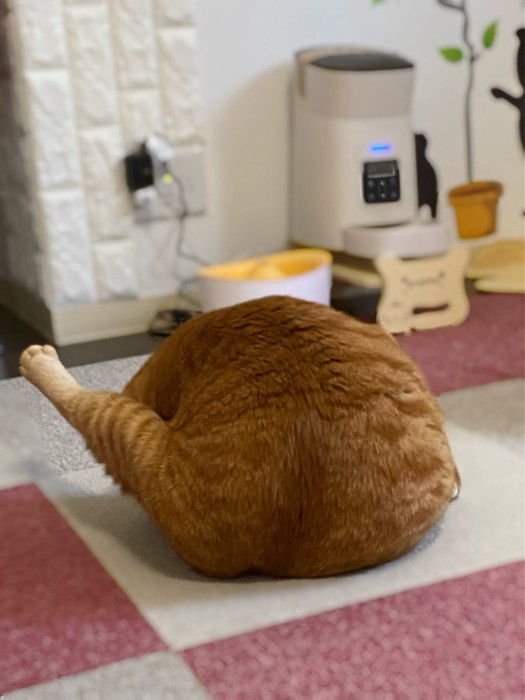 フライドチキンみたいな猫