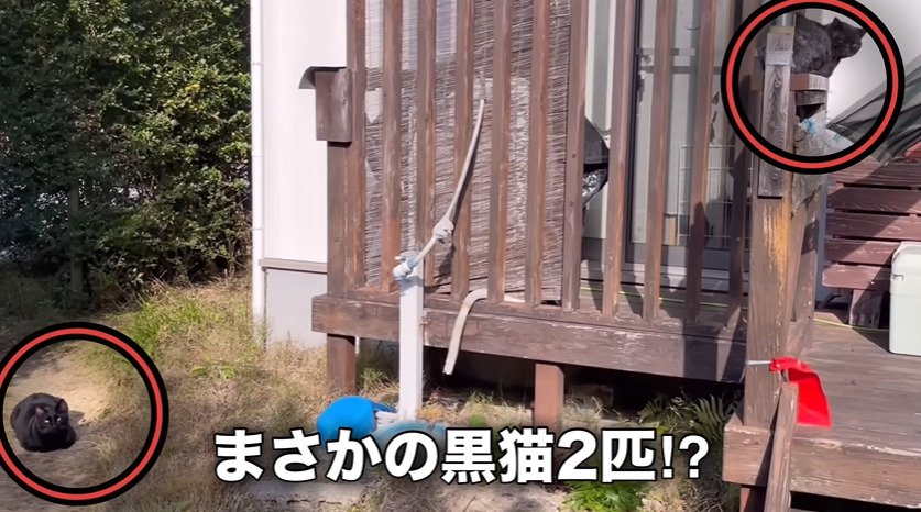 庭に座る2匹の黒猫