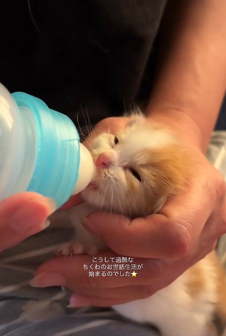 ミルクを飲む子猫