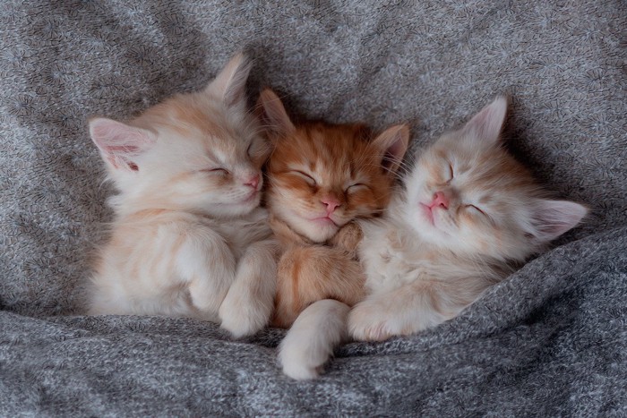 3匹の子猫