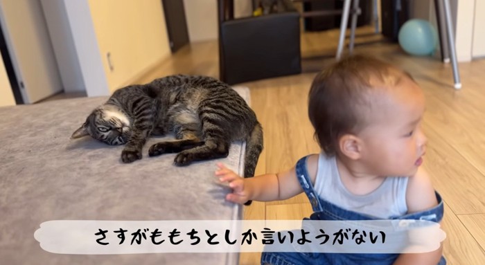 赤ちゃんと寝ている猫