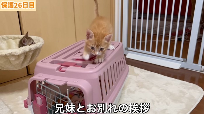 キャリーの上に乗る子猫
