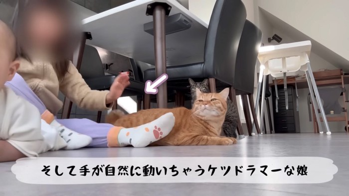 振り向く猫