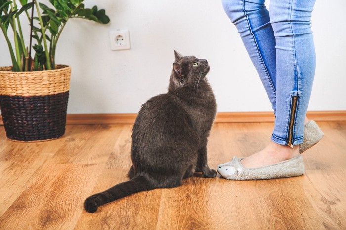 女性の足元に座る黒猫