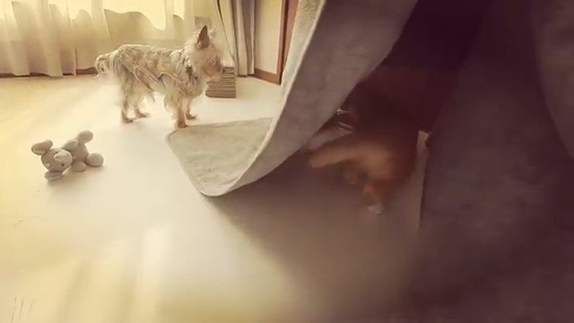 遊んでいる犬と猫