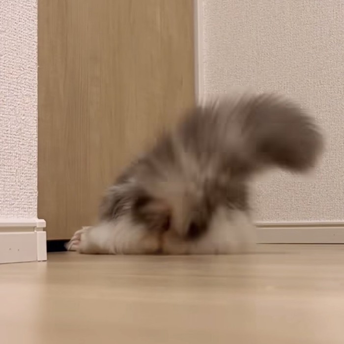 猫のお尻の写真