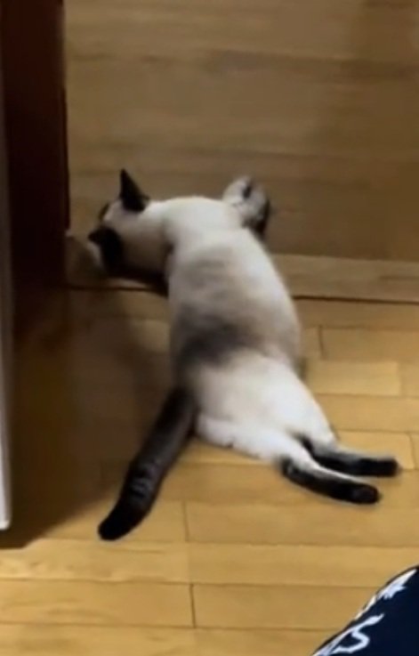寝転がる猫