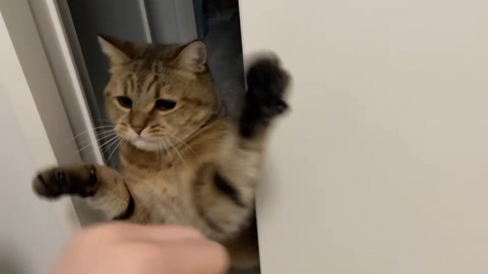 両前足を上げて