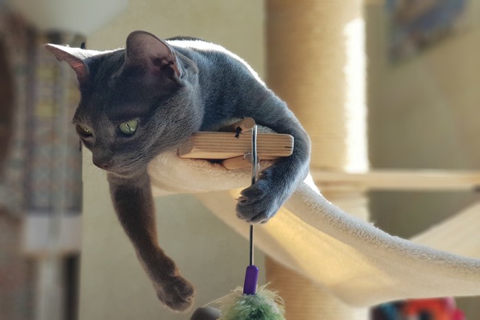 キャットタワーの上の猫