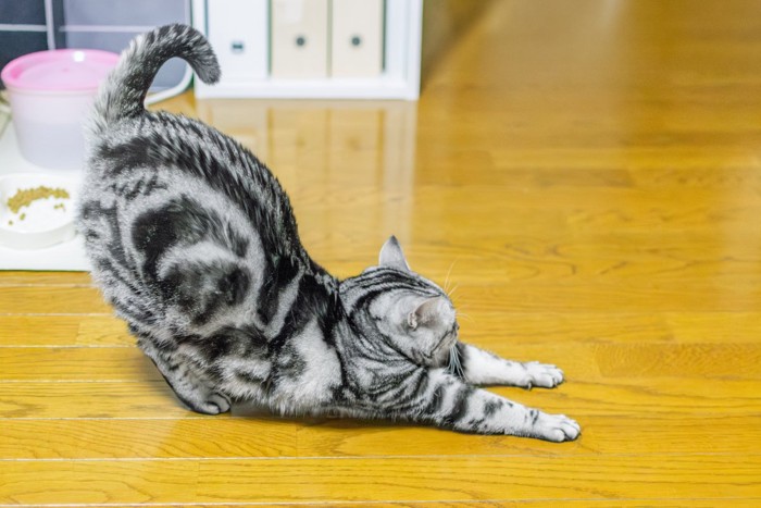 おしりを突き出す猫