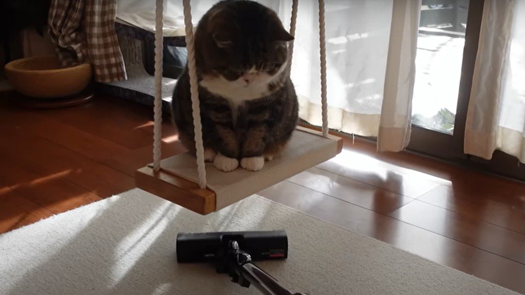 ブランコに座って掃除機を見つめる猫
