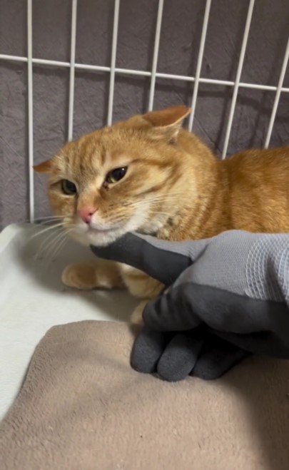 撫でられている猫