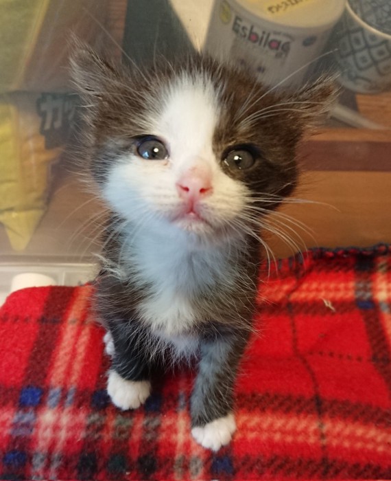 カメラをみる子猫