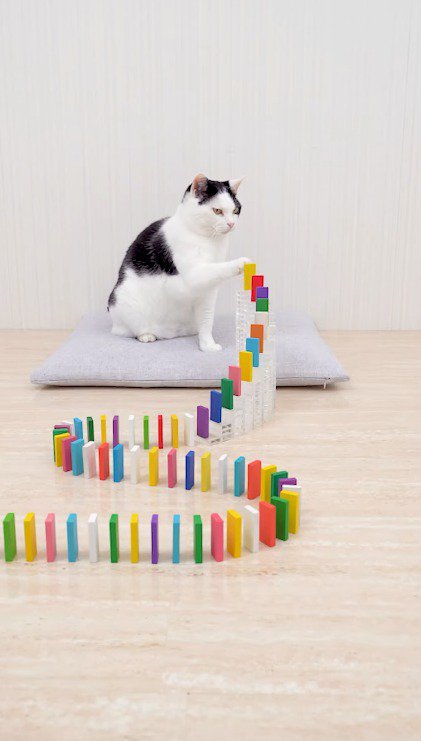 ドミノを前足で触るぶち猫