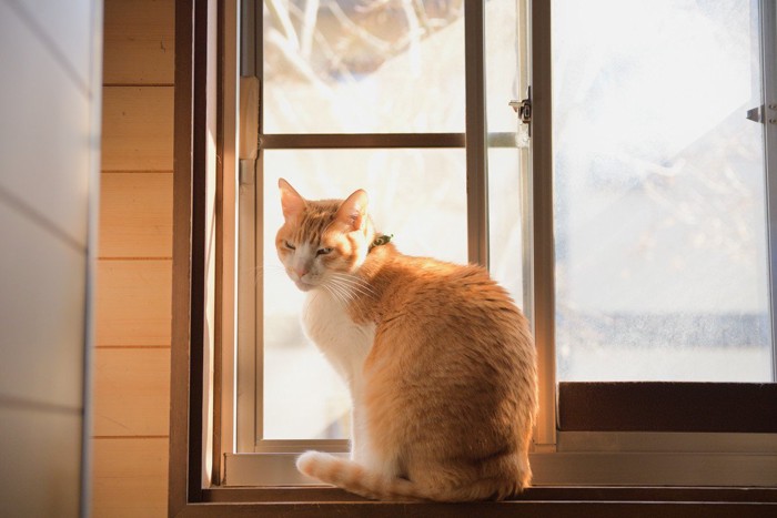 窓際で日向ぼっこする茶白猫