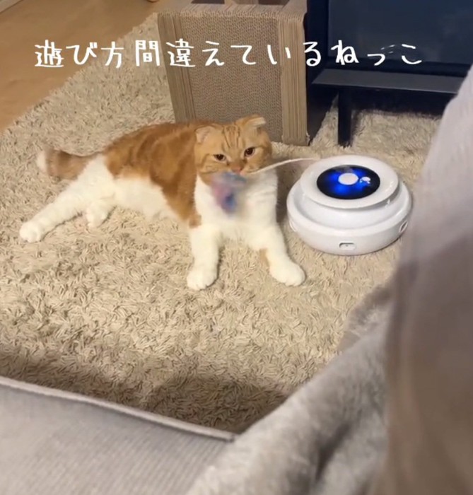 カメラ目線の猫