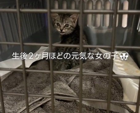 ケージの中で不安そうな子猫