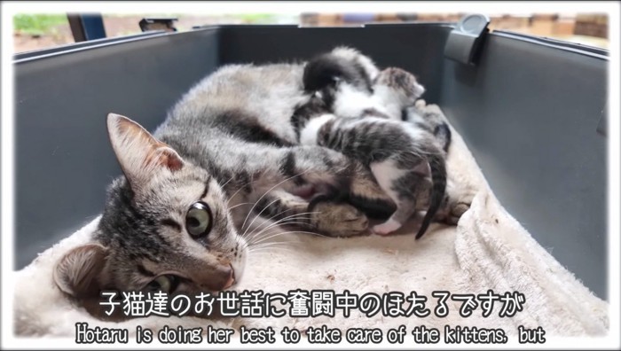 子猫にミルクをあげる母猫