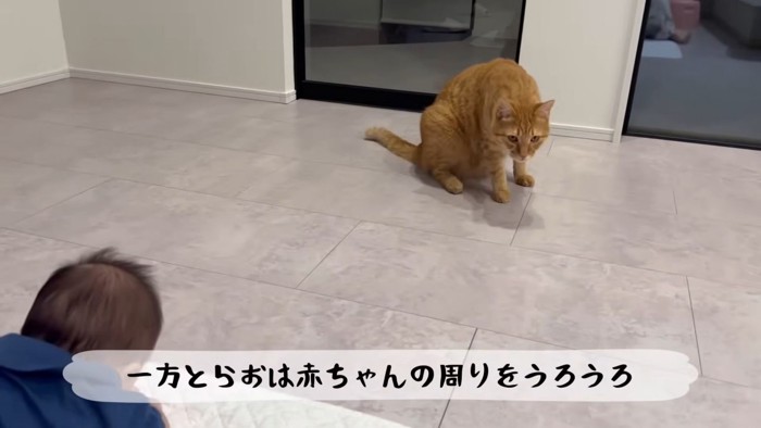 テロップ「一方とらおは～」