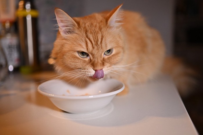 食器の上で舌を出す猫