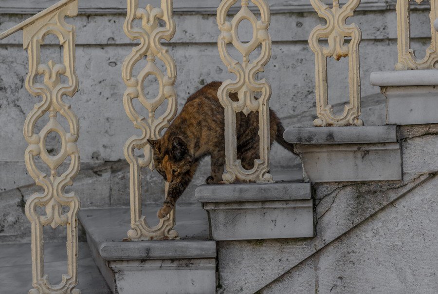 イスタンブールの町にたたずむ猫