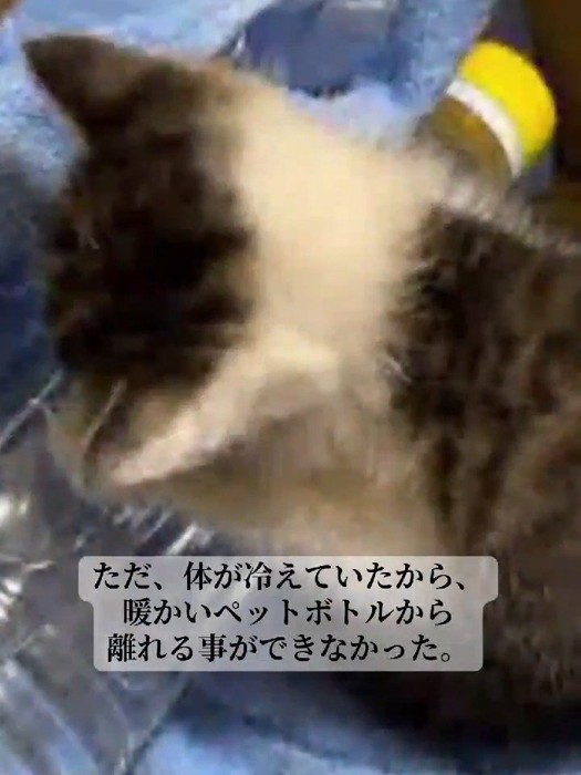 ペットボトルにくっつく子猫の背中