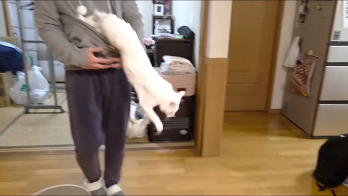 男性が着ているパーカーのポケットから飛び出す猫