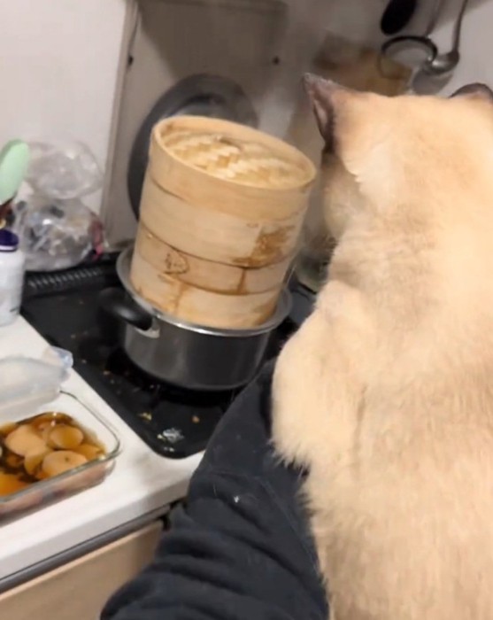 肩に手をかける猫